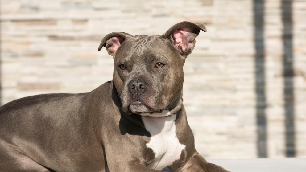American Pitbull Terrier