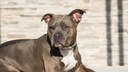 American Pitbull Terrier