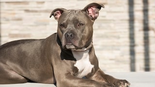 American Pitbull Terrier