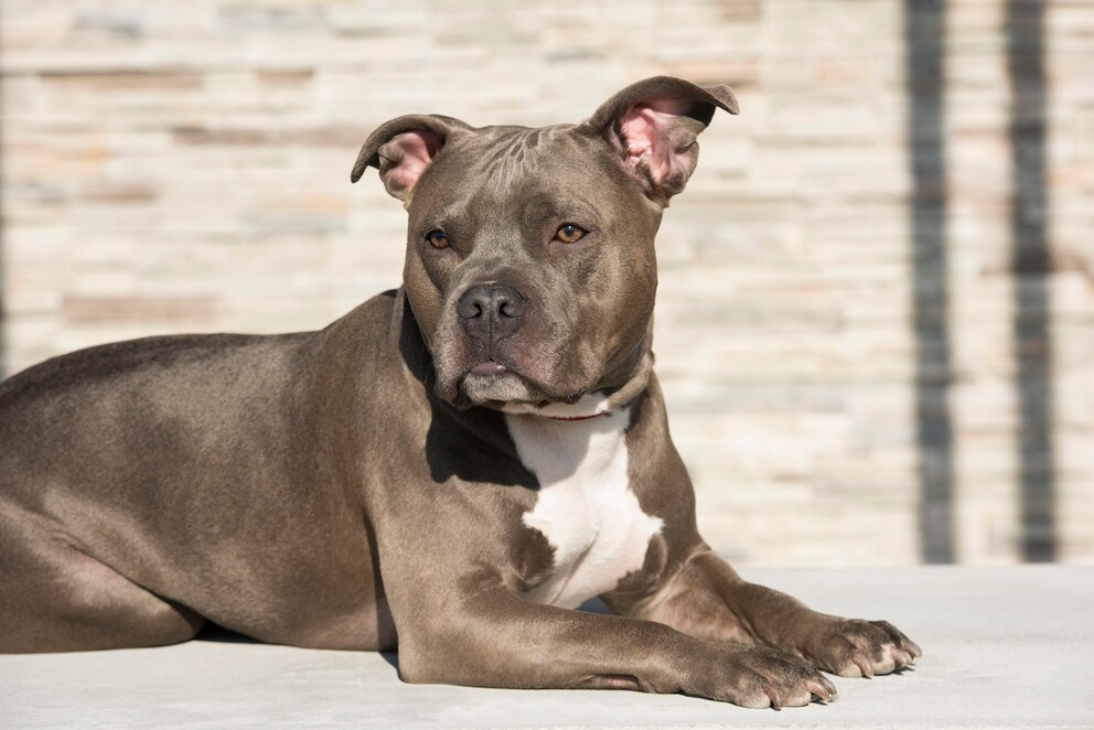 American Pit Bull Terrier Characteristics Appearance And Care PETBOOK