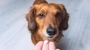 Veterinary medicinal products