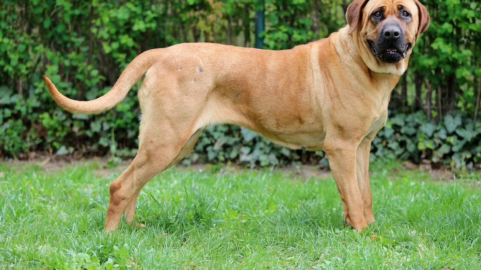 Bandog