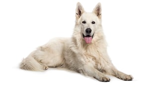 White Swiss Shepherd