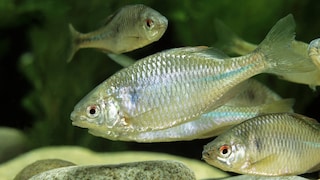 Bitterlings in the Aquarium