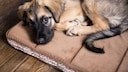 Puppy lying on brown blanket