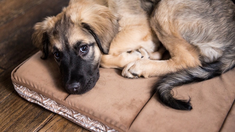 Puppy lying on brown blanket