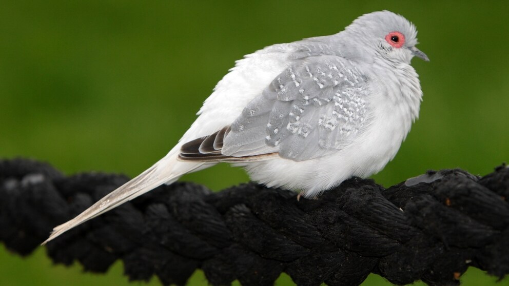 A diamond dove sits on a taut rope