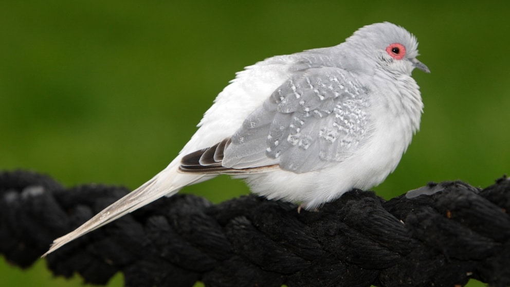 A diamond dove sits on a taut rope