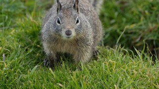 A California ground squirrel on grass