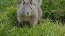 A California ground squirrel on grass