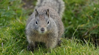 A California ground squirrel on grass