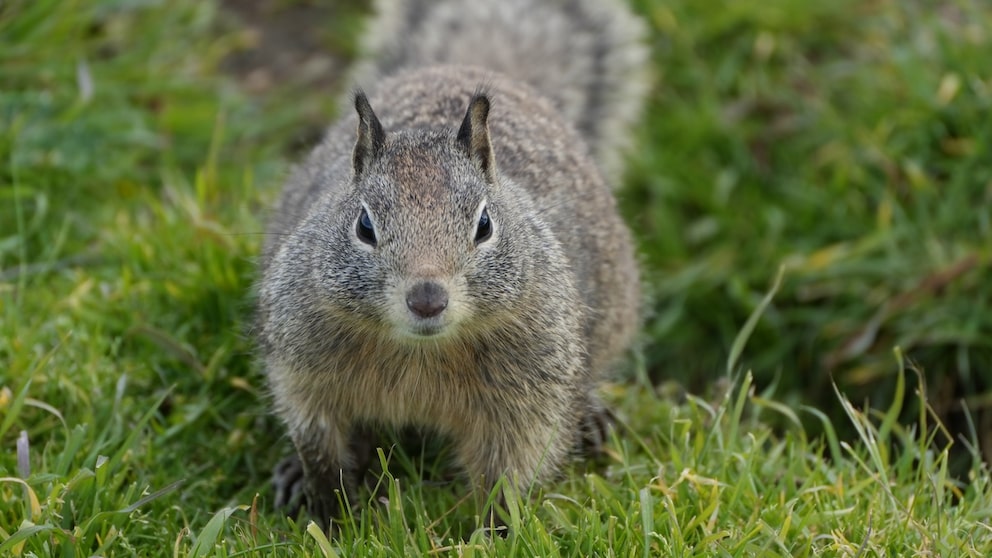 A California ground squirrel on grass