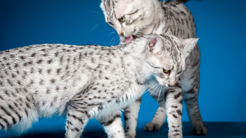 Spotted Egyptian Mau cats (cutout)