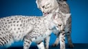 Spotted Egyptian Mau cats (cutout)