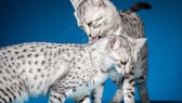 Spotted Egyptian Mau cats (cutout)