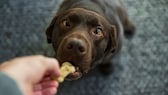 Dog cookies