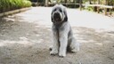 The Polski Owczarek Nizinny (PON) is a medium-sized herding dog with a strong build and dense coat. It is known for its intelligence and even temperament.