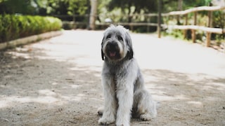 The Polski Owczarek Nizinny (PON) is a medium-sized herding dog with a strong build and dense coat. It is known for its intelligence and even temperament.