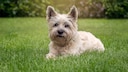 A Cairn Terrier dog lies relaxed in the garden and enjoys the good weather