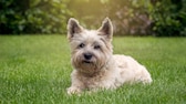 A Cairn Terrier dog lies relaxed in the garden and enjoys the good weather