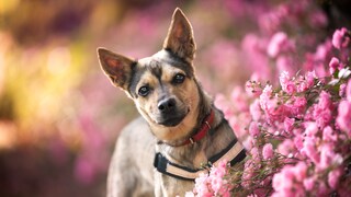 Anti-stress collars can help dogs cope with stress and anxiety-related behavioral problems