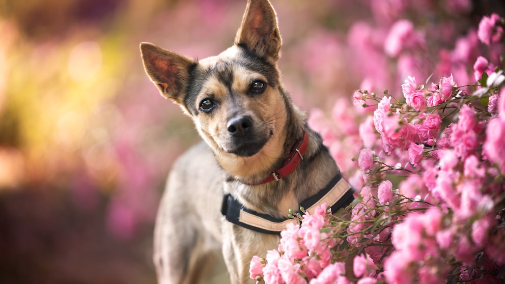 Anti-stress collars can help dogs cope with stress and anxiety-related behavioral problems