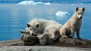 The Greenland dog is a primitive sled dog that fascinates not only with its strength and endurance, but also with its independent and headstrong character.