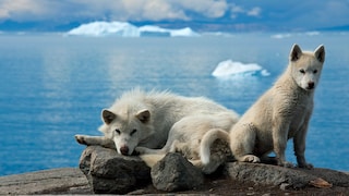 The Greenland dog is a primitive sled dog that fascinates not only with its strength and endurance, but also with its independent and headstrong character.