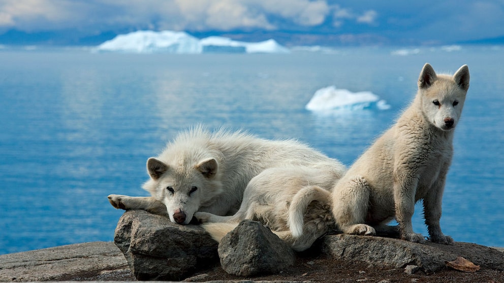 The Greenland dog is a primitive sled dog that fascinates not only with its strength and endurance, but also with its independent and headstrong character.