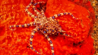 Blue ring octopus