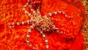 Blue ring octopus