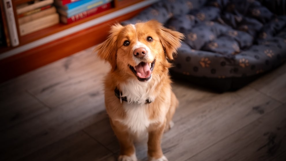 Friendly dog sits on the floor