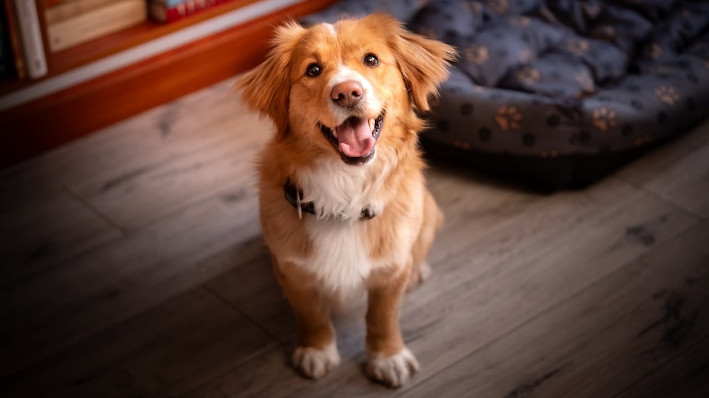 Friendly dog sits on the floor