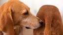 Dog smells another dog's backside