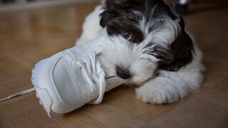 A young dog chews on a shoe