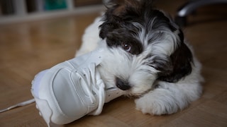 A young dog chews on a shoe