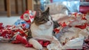 A cat lies in crumpled up wrapping paper