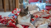 A cat lies in crumpled up wrapping paper