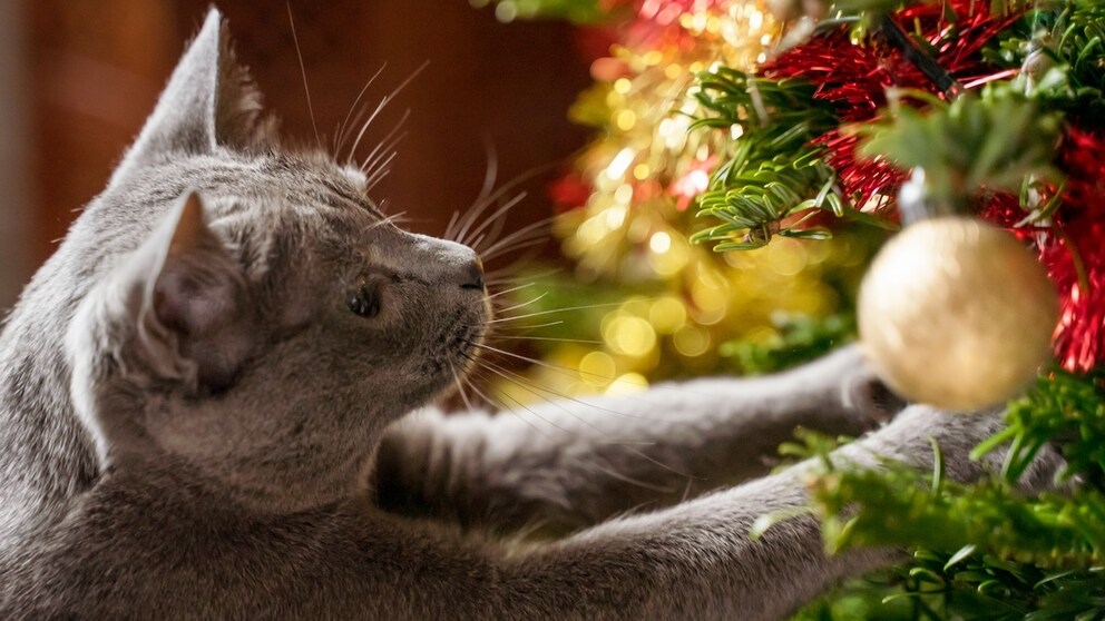 Cat has its paws in a Christmas tree decorated with tinsel