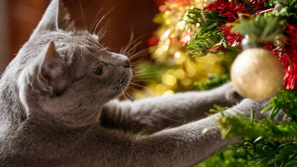 Cat has its paws in a Christmas tree decorated with tinsel