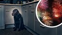 On New Year's Eve, many dogs are frightened by the noise and either hide or withdraw.