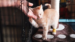 A little red cat with a bandaged paw at the shelter