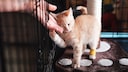A little red cat with a bandaged paw at the shelter
