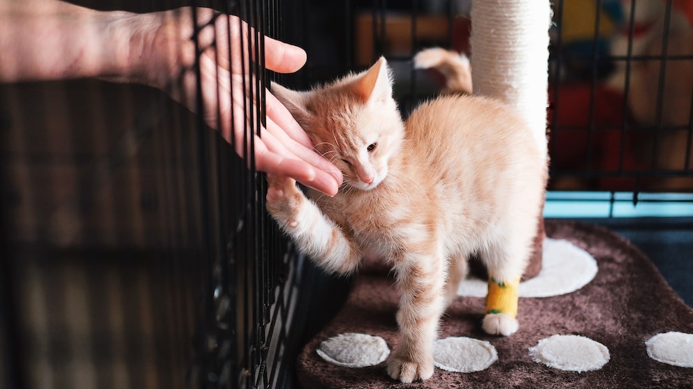 A little red cat with a bandaged paw at the shelter