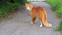 Lungworms in Cats
