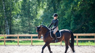 Horse riding Cruelty to animals
