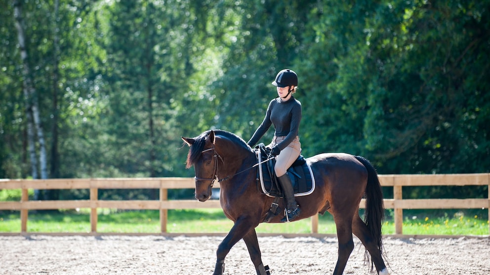 Horse riding Cruelty to animals