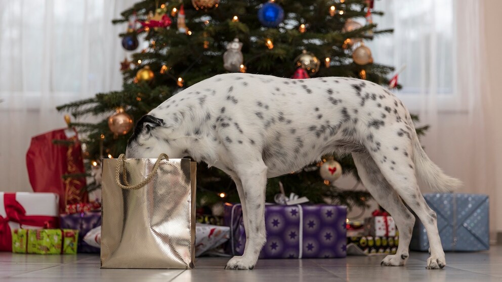 Dog stands in front of the Christmas tree and inspects the presents