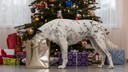 Dog stands in front of the Christmas tree and inspects the presents