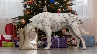 Dog stands in front of the Christmas tree and inspects the presents